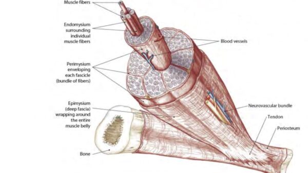 Myofascial Structure Training